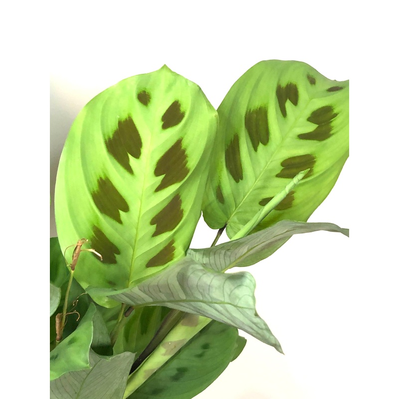 Maranta Kerchoveana|12 cm X 30 cm