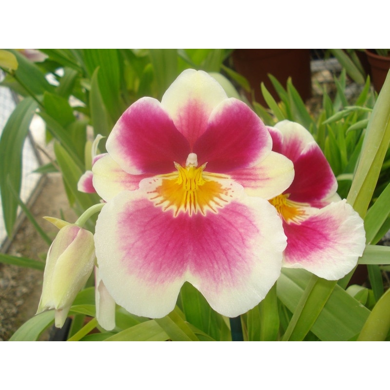 Miltoniopsis Limelight ‘Imogene Smith’