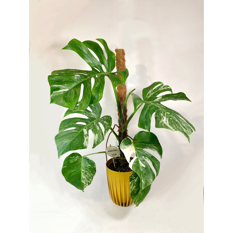 Monstera deliciosa Variegata -Variegated Monstera –  Swiss Cheese Plant
