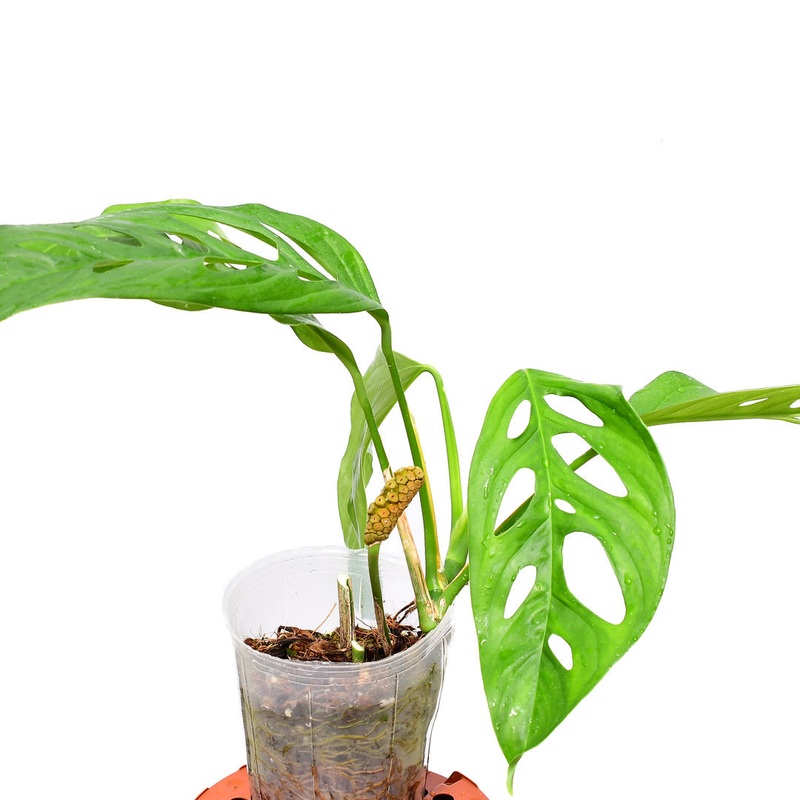 Monstera obliqua ‘Yasuni’