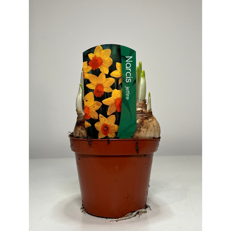 Narcis Jetfire – daffodil|9cm