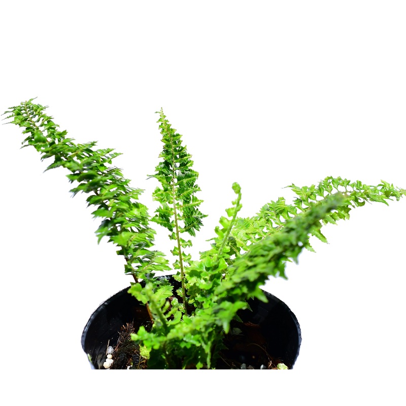 Nephrolepis exaltata 1