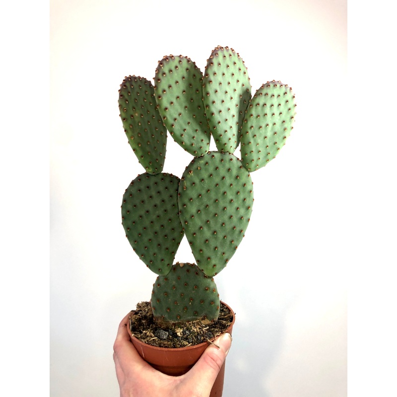 Opuntia microdasys ‘Indigo’|W 10cm X H 35cm