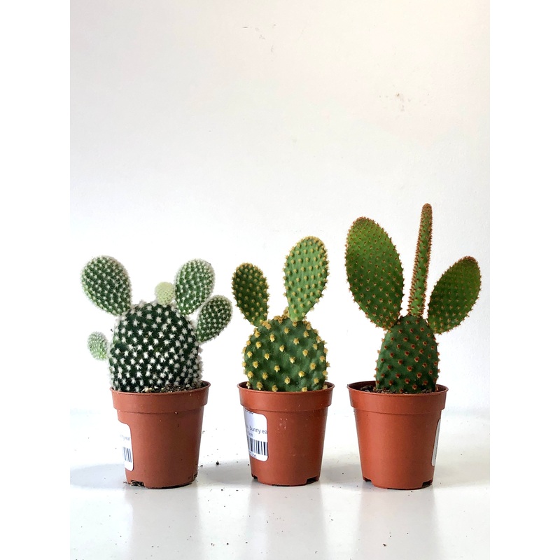 Opuntia mini mix – bunny ear cactus