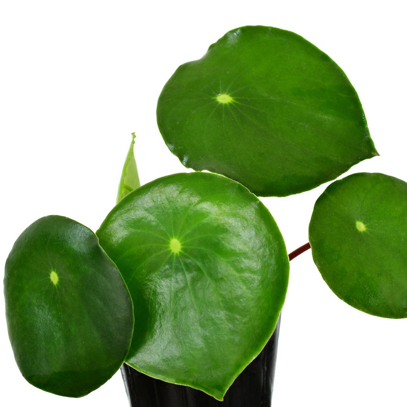 Peperomia sp ‘Morona’