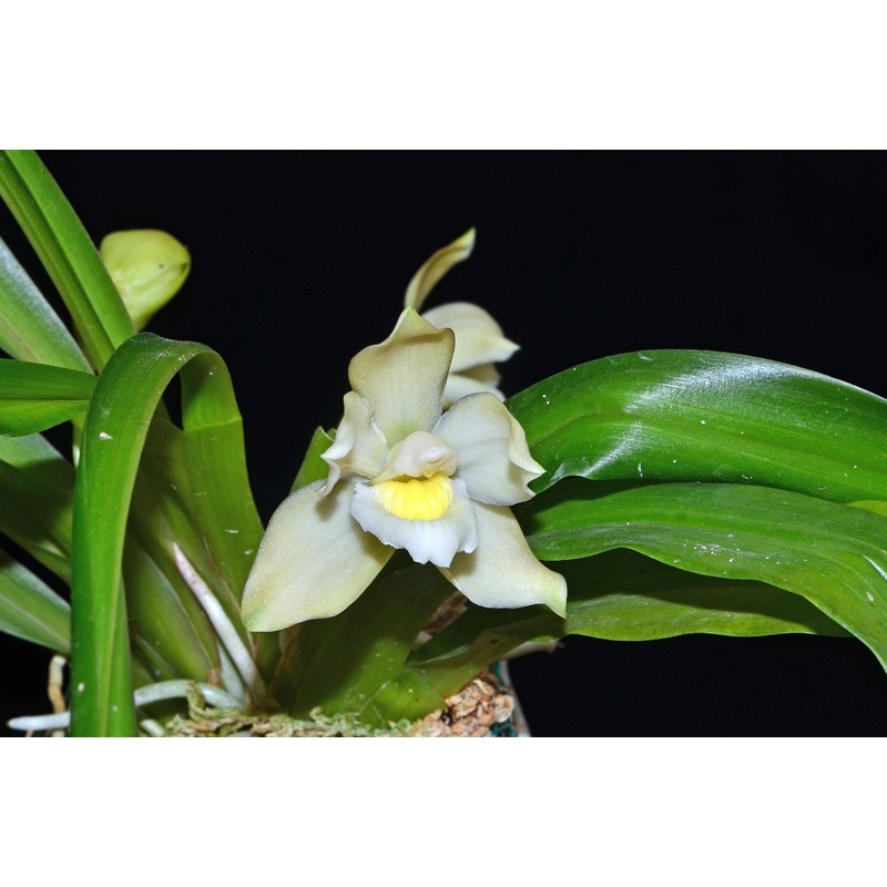 Pescatoria ecuadorana f. alba