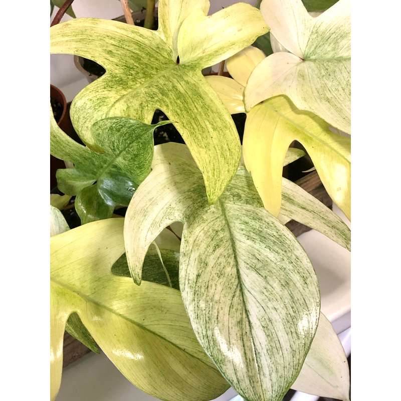 Philodendron Florida Ghost|W 8cm X H 25cm|W 12cm X H 30cm|W 10cm X H 35cm