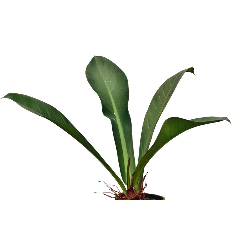 Philodendron insigne