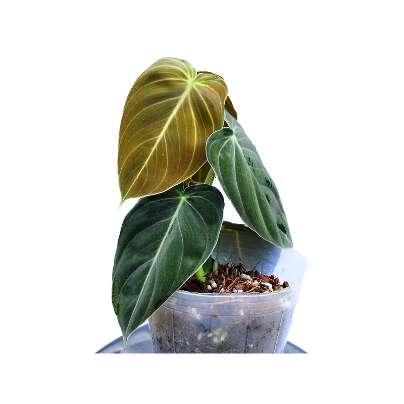 Philodendron melanochrysum (seedling)