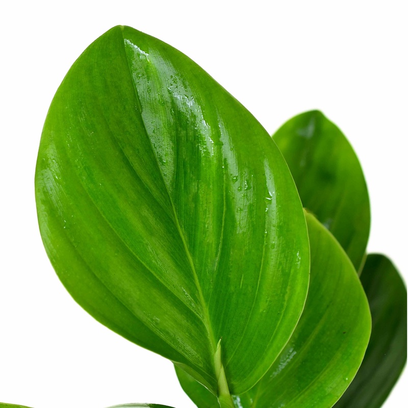 Philodendron pteromischum ‘Orellana’