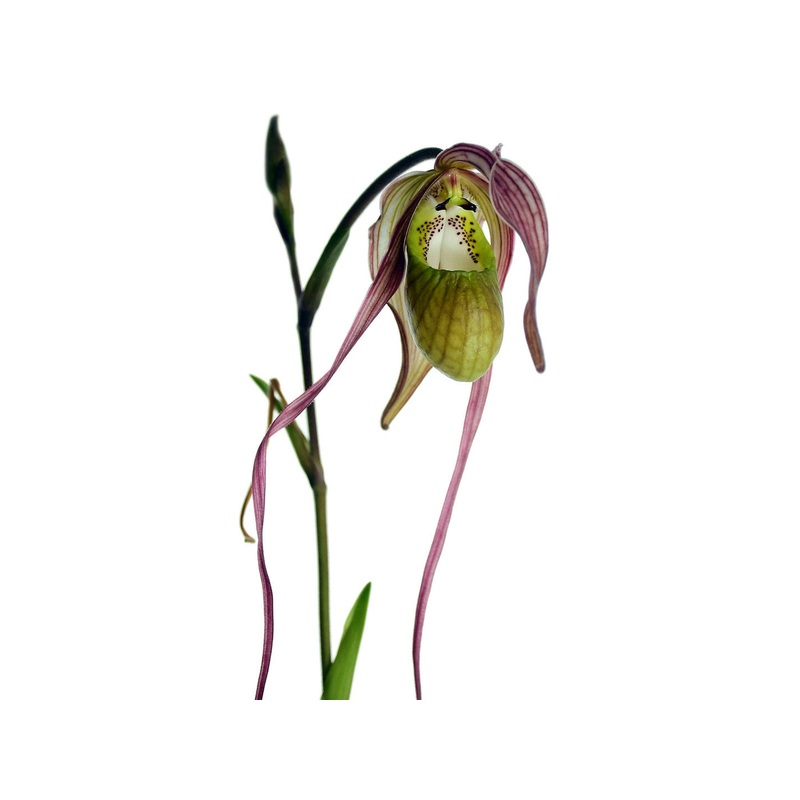 Phragmipedium Diana Salazar