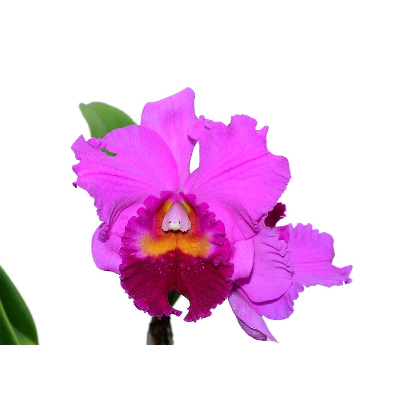 Rhyncholaeliocattleya Amazone Baby