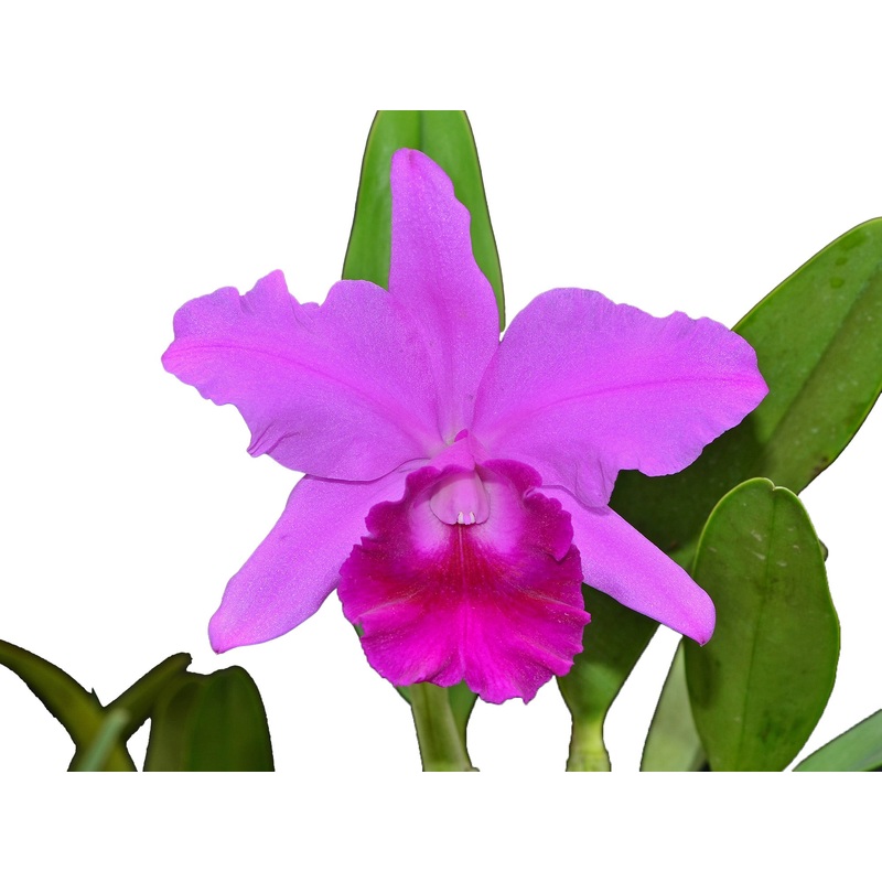Rhyncholaeliocattleya Karolina Rodriguez Lizano