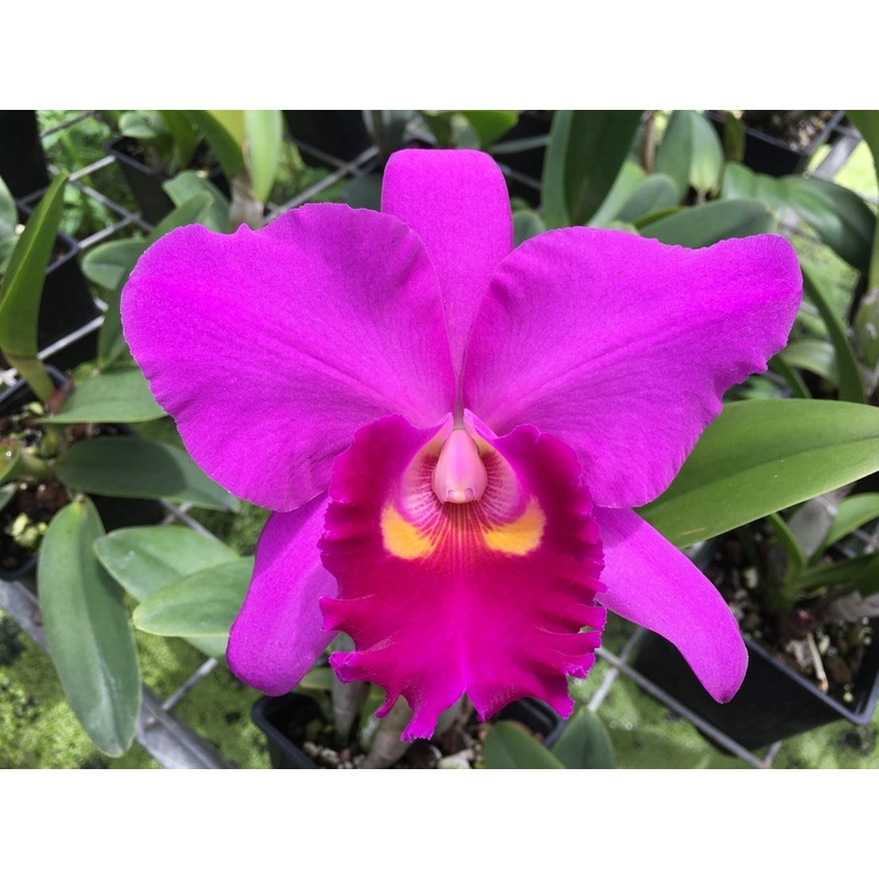 Rhyncholaeliocattleya Memoria Julio Vinueza
