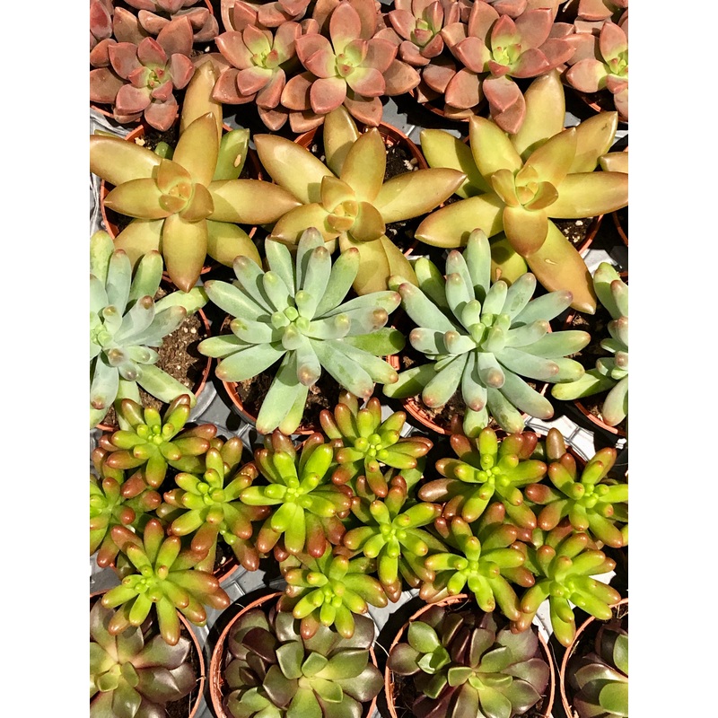 Sedum mix|5 cm