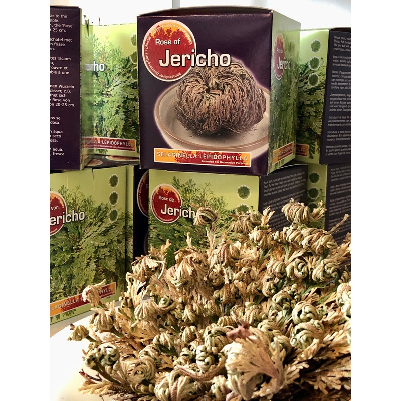 Selaginella lepidophylla – Rescurrection fern – Rose of Jericho