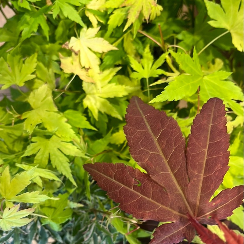 Acer palmatum ‘Atropurpureum’ – Japanese maple