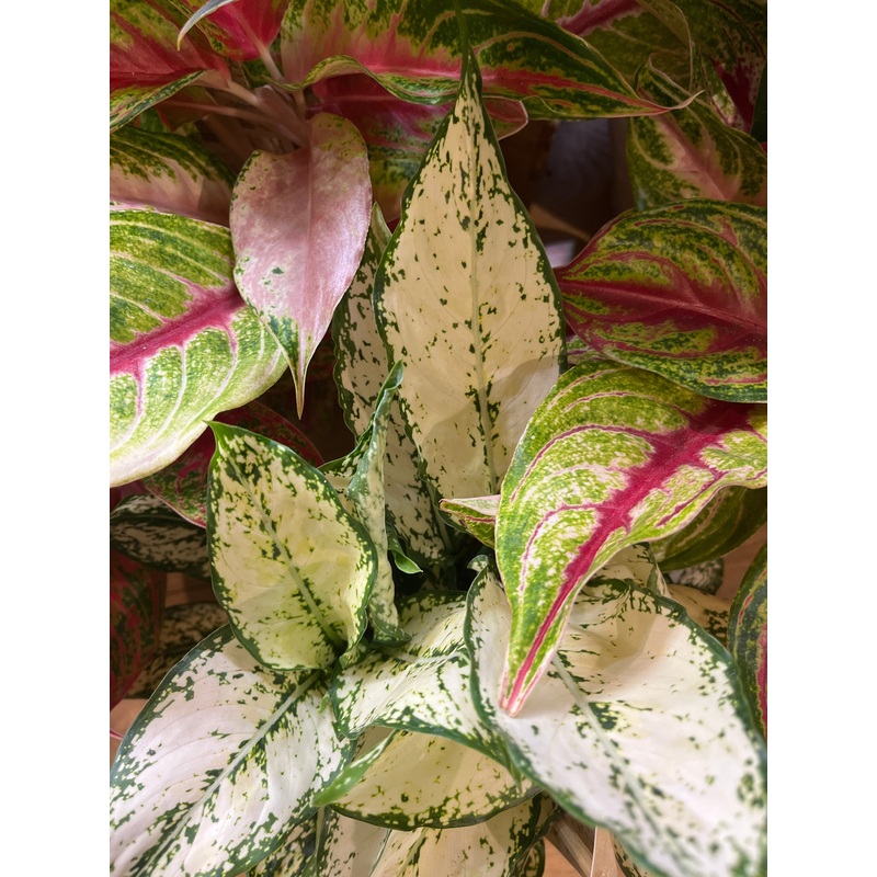Aglaonema Fancy Mix|W12cm H30cm