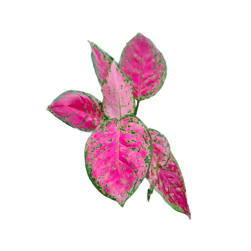 Aglaonema Valentine