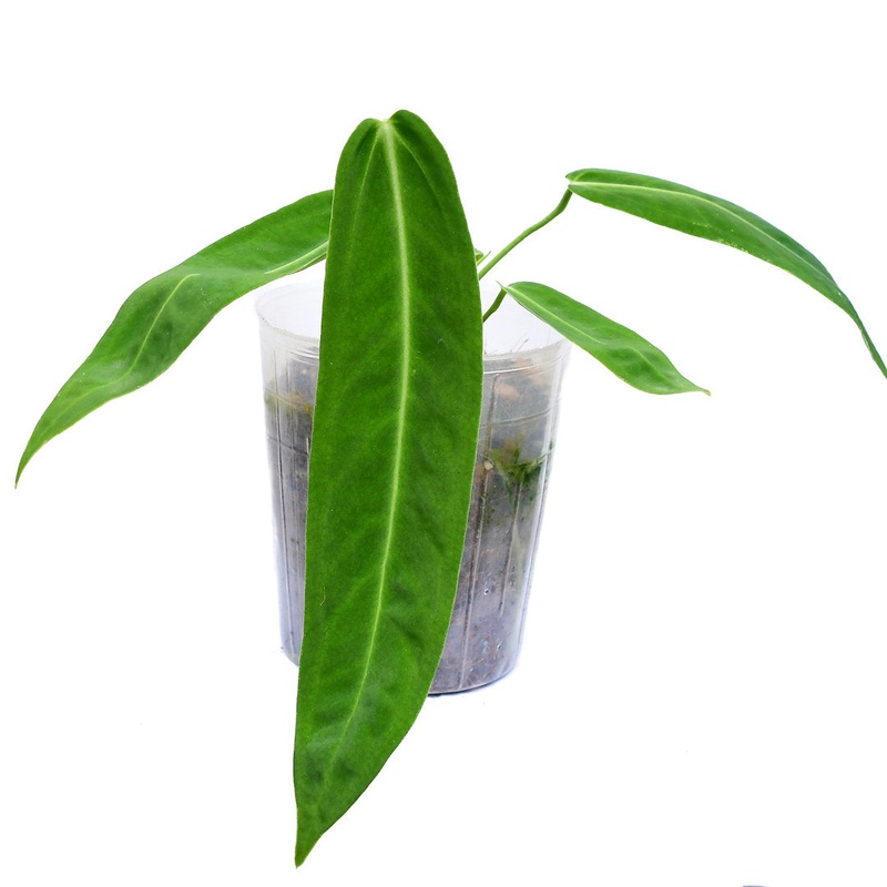 Anthurium Amazon Princess