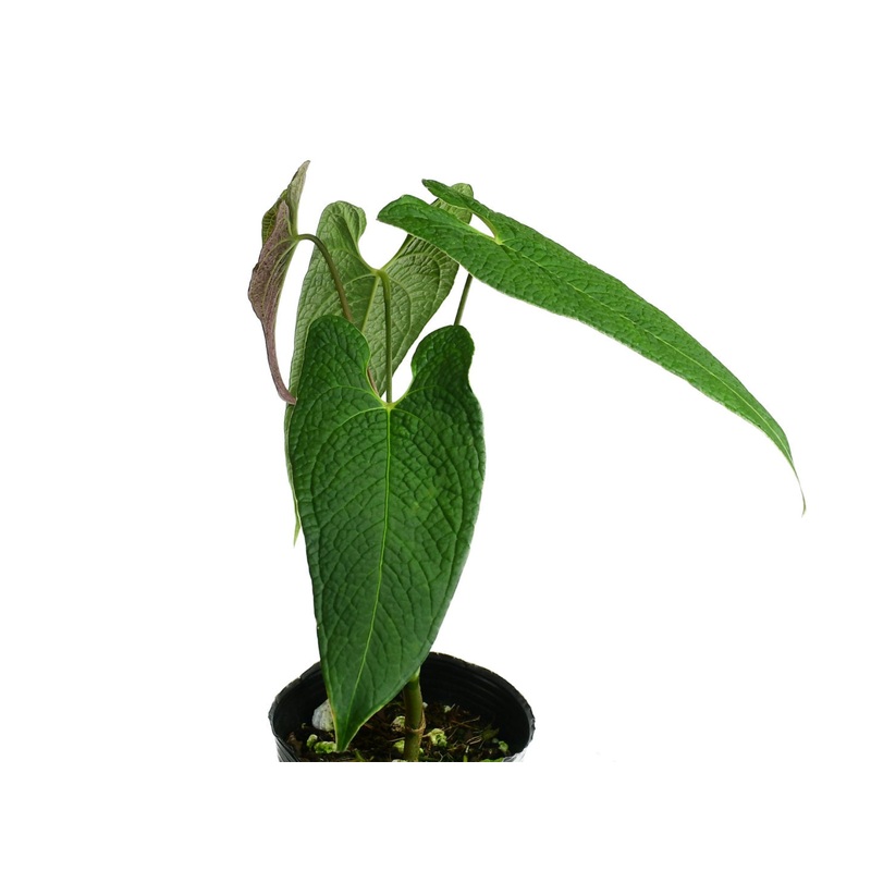 Anthurium corrugatum ‘Rude’