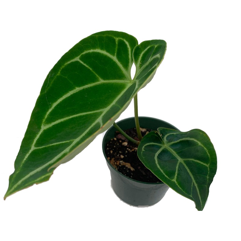 Anthurium Dorayaki x A. papililaminum