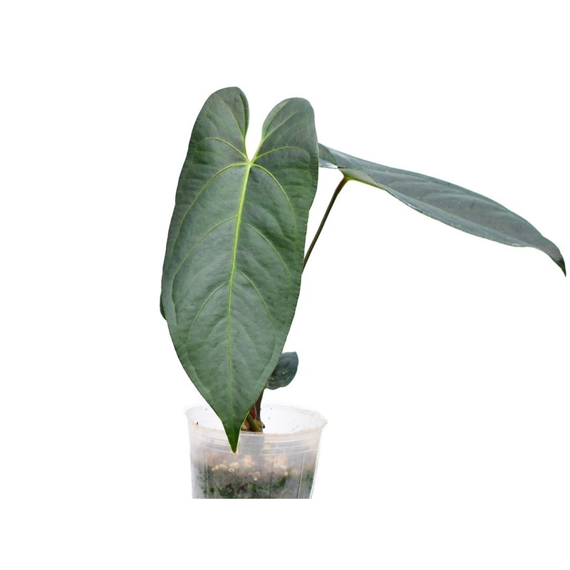 Anthurium JL Caamano Taste