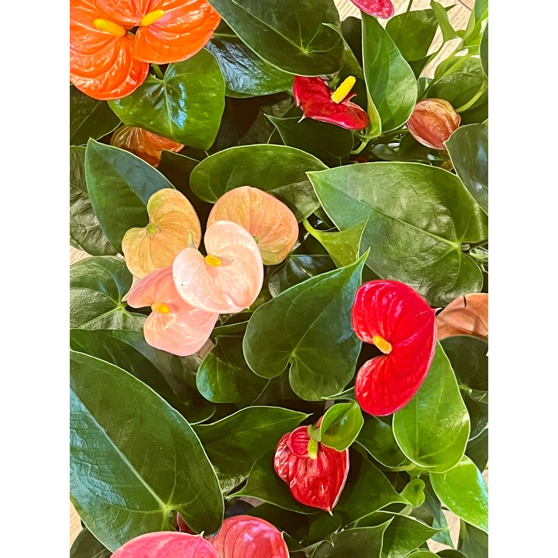 Anthurium Mini Mix  Lucky Dip with Ceramic Pot (6cm)