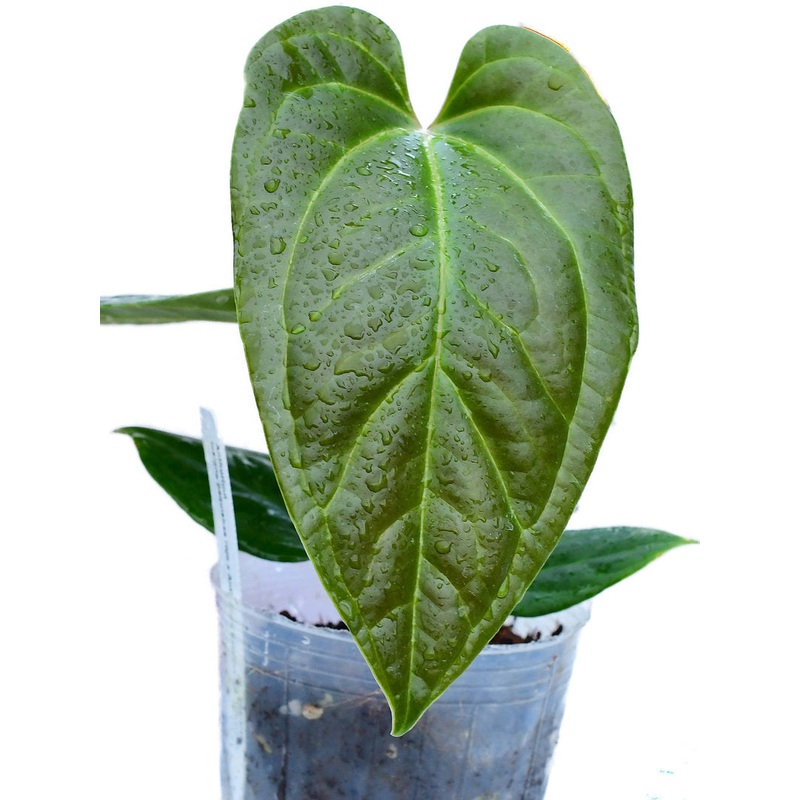 Anthurium Tayos Cave