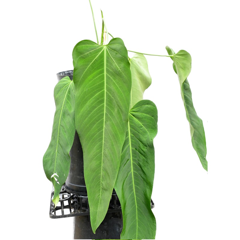 Anthurium Wild Arrow