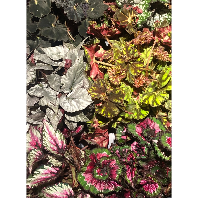 Begonia Rex mix|7cm|12  cm|13 cm