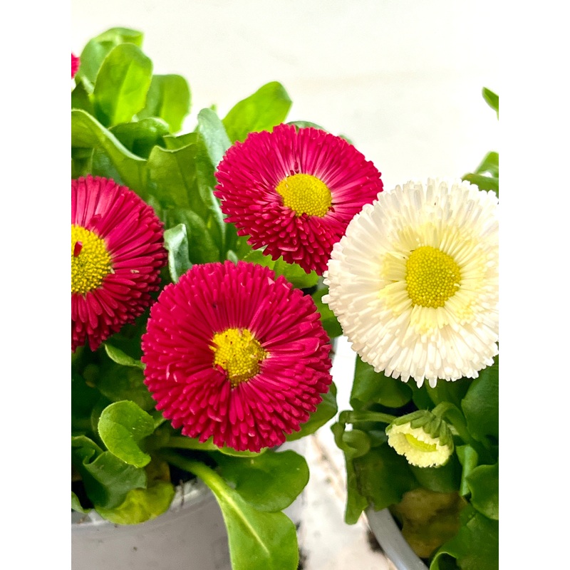 Bellis|11cm
