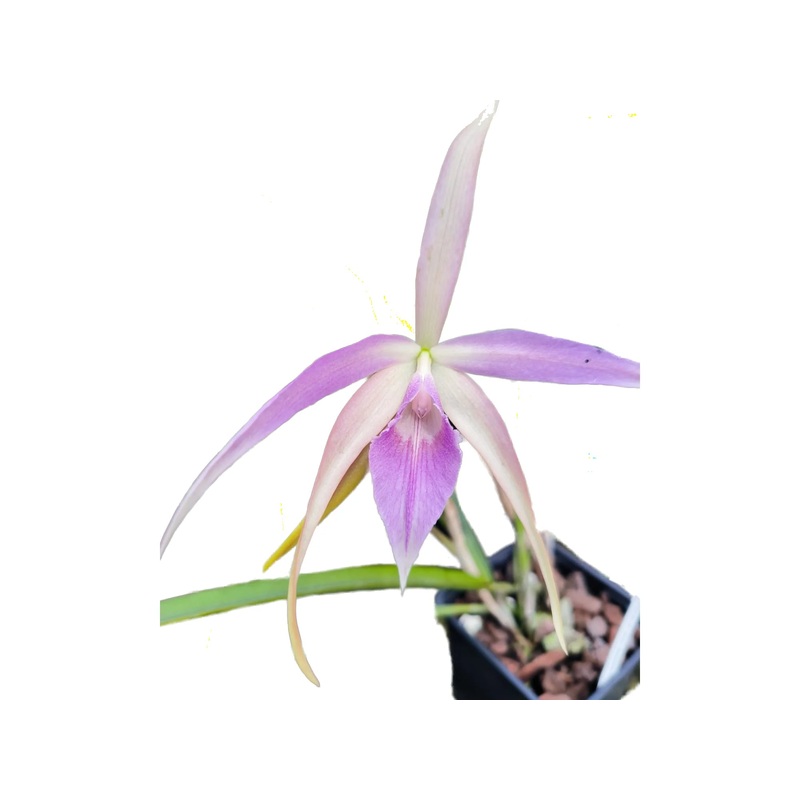 Brassocattleya Ivan Portilla pink lip