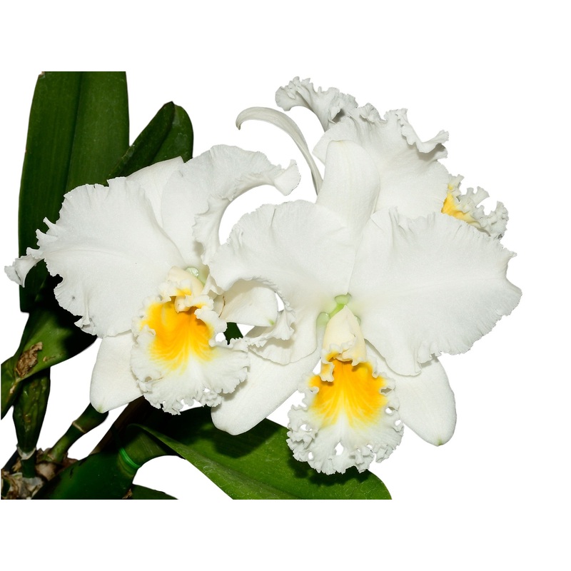 Brassolaeliocattleya Korat Sunrise x Blc. Edgard Van Belle x Blc. Pamela Hetherington