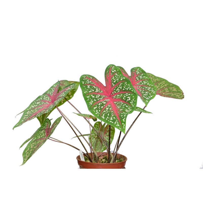 Caladium hortulanum 1