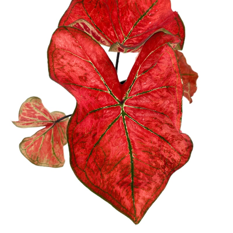 Caladium Red