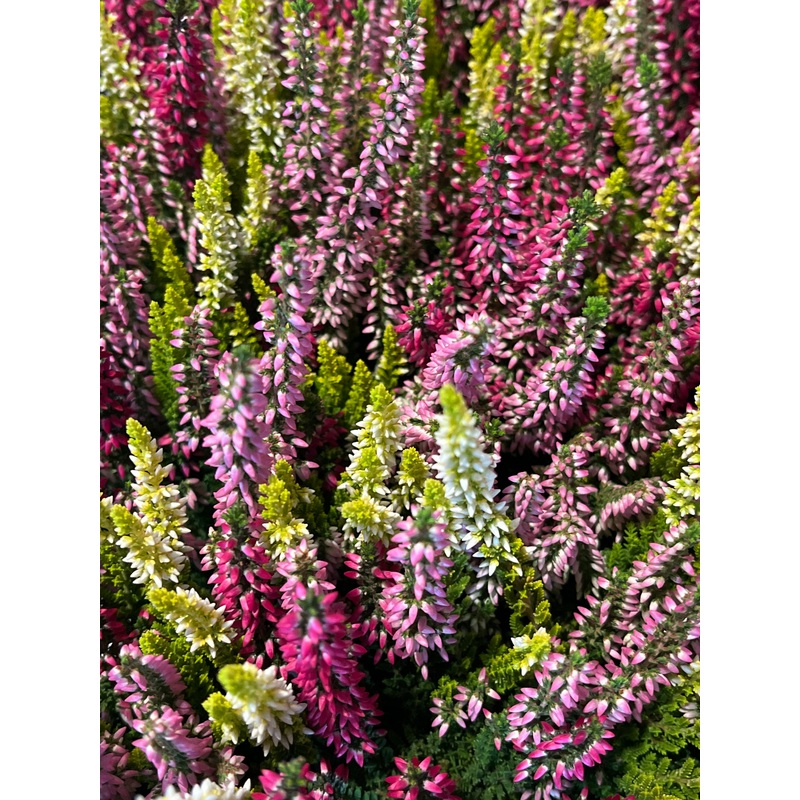 Calluna Beuty Lady – common heather