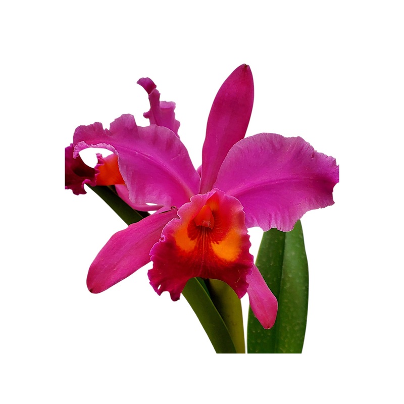 Cattleya Carlitos G.
