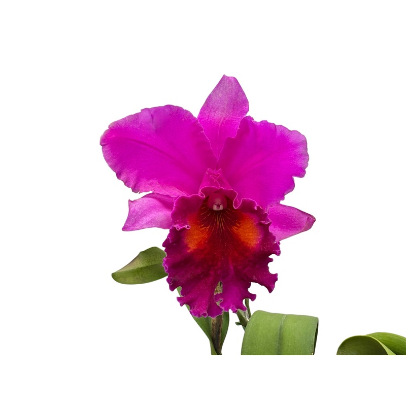 Cattleya Siam 80 x Blc. Pamela Farrell October