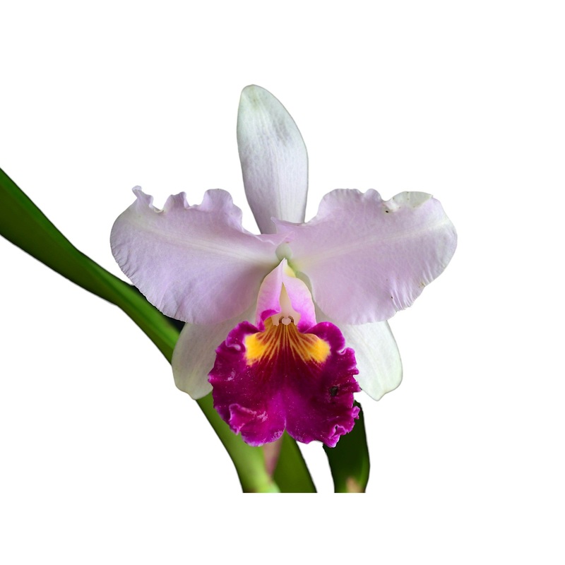 Cattleya White Sky