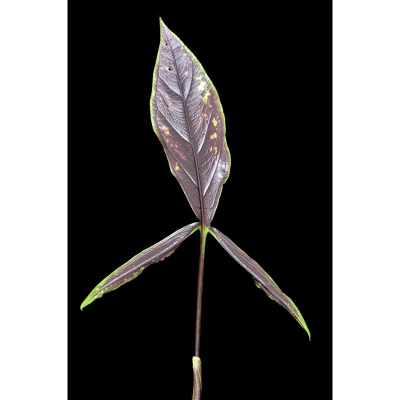 Chlorospatha mirabilis