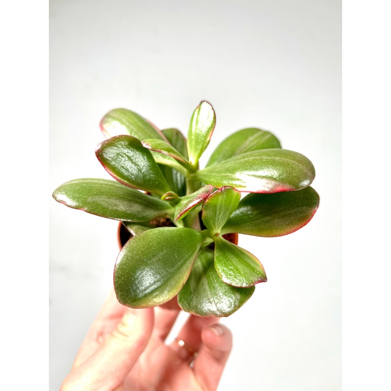 Crassula Sunset|W 5cm