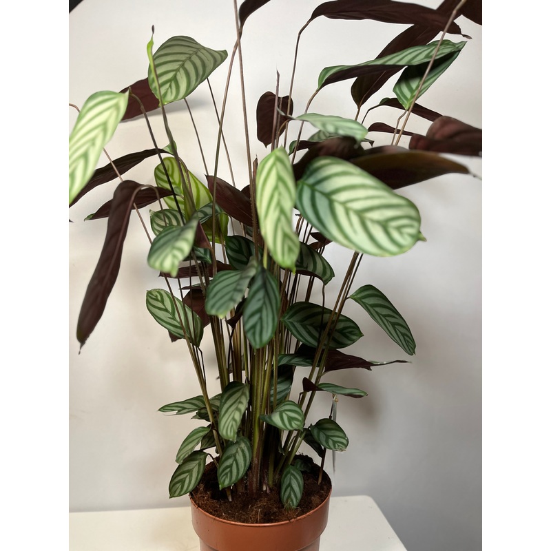 Ctenanthe Compactstar|D 17 X 83 cm