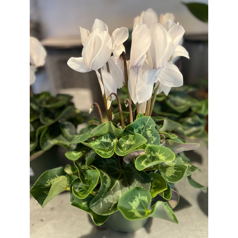 Cyclamen White|12 cm