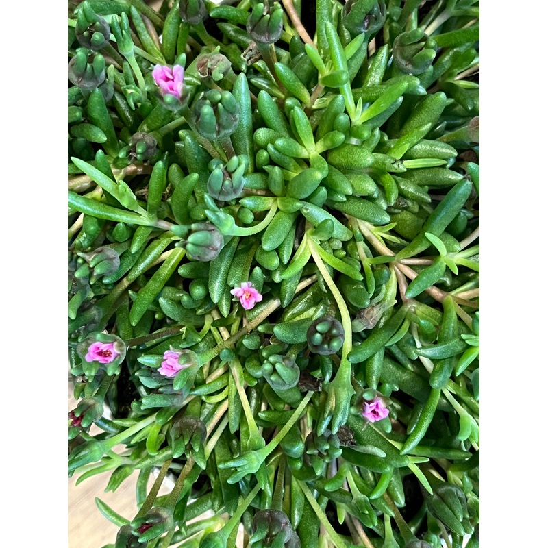Delosperma Lido