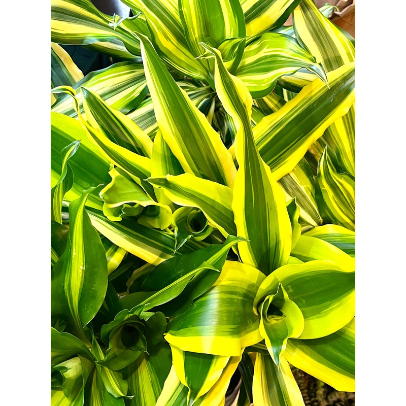 Dracaena mix|W 17cm X  H65cm|12 cm