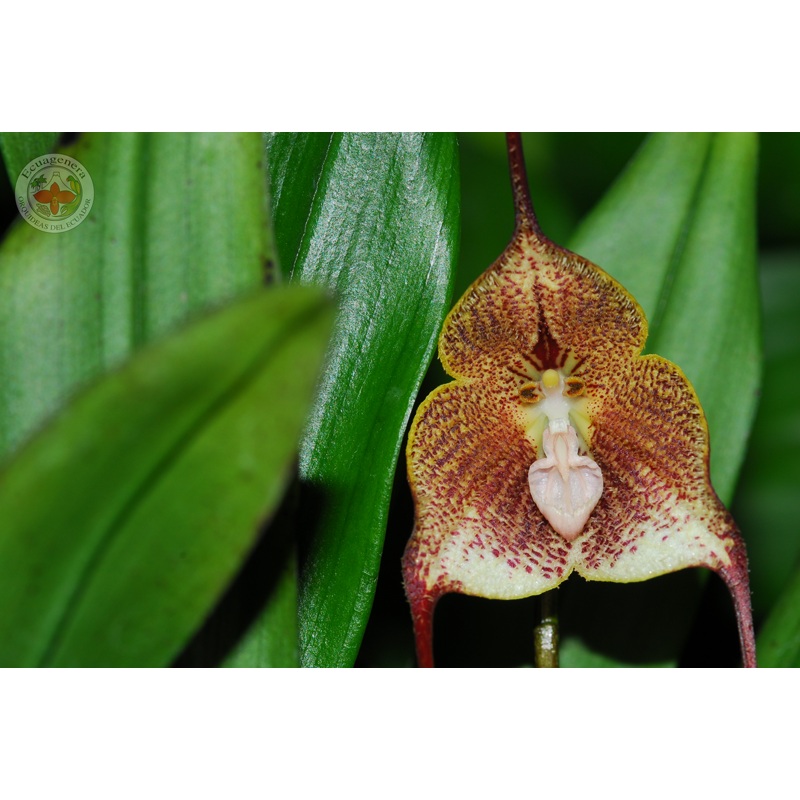 Dracula astuta ‘Ecuagenera’