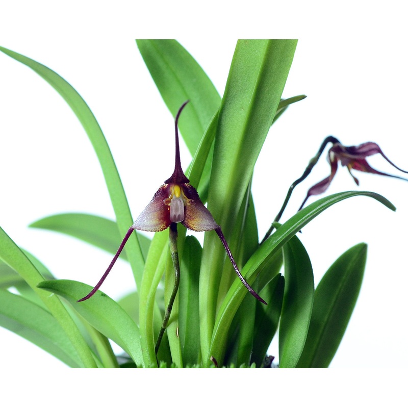 Dracula cochliops