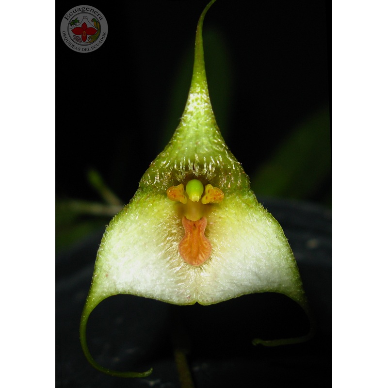 Dracula deltoidea