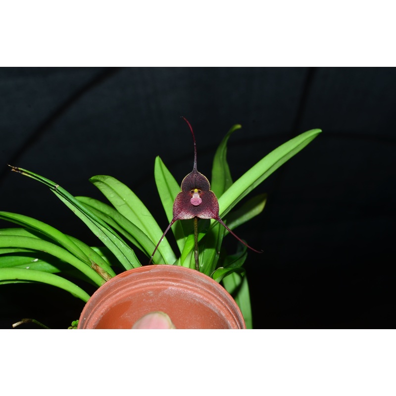 Dracula houtteana ‘Seminario San Luis’ AOS/CCM 85